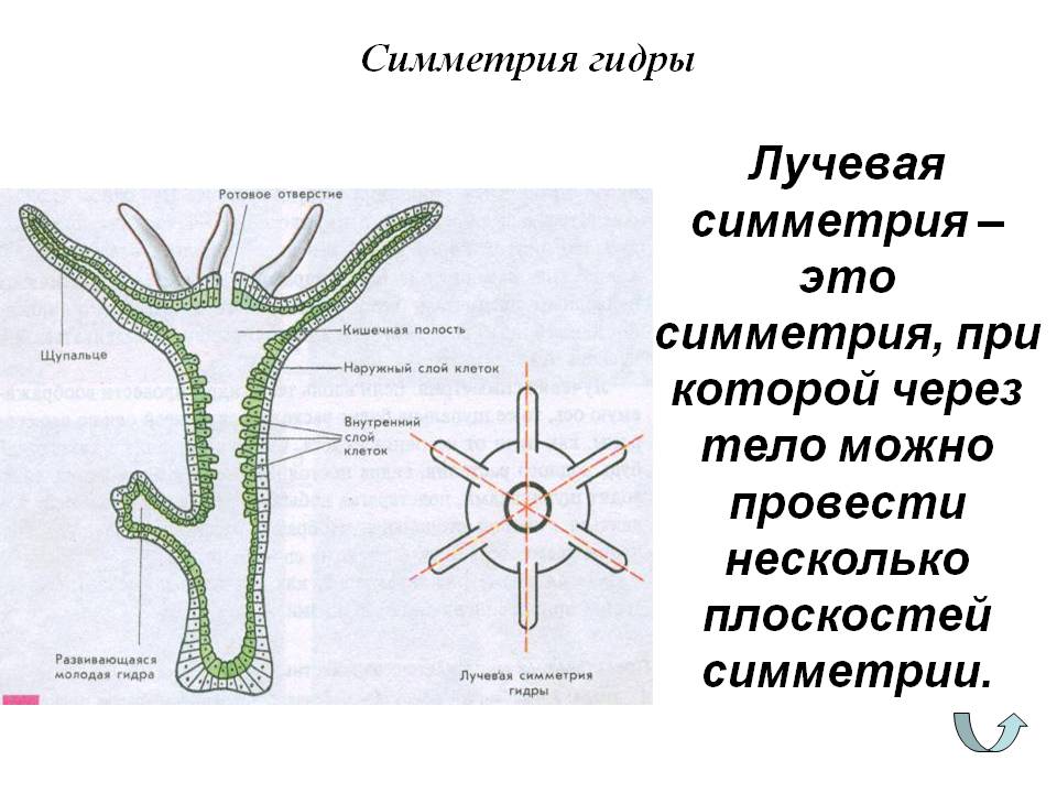 Что случилось с кракеном сайт