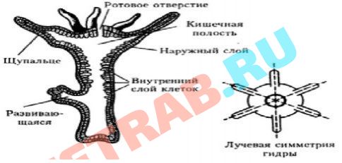 Кракен зеркало ссылка онлайн